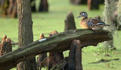 Female Wood Duck