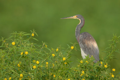 Tri-Colored Heron