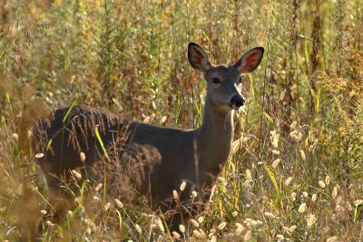 Backlit Doe