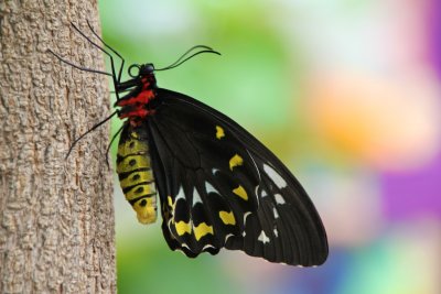 Wings of Fancy: Butterfly Exhibit at Brookside Gardens