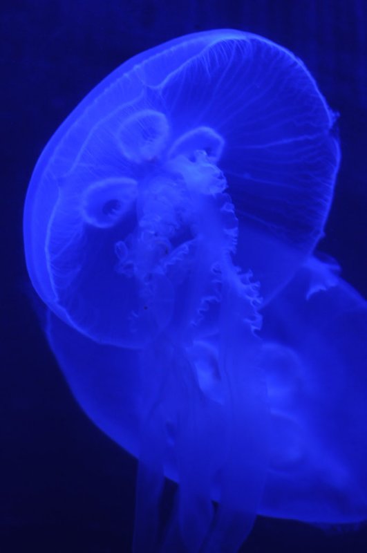 Jellyfish 1.jpg