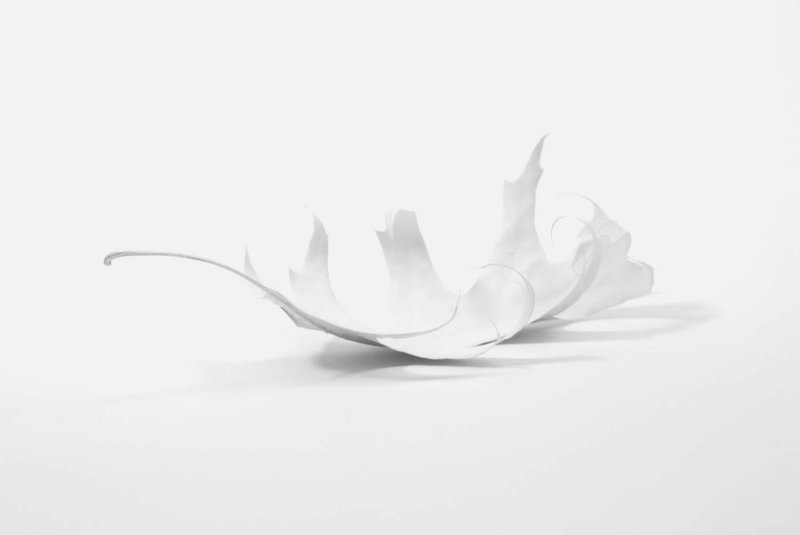 Leaf #1
