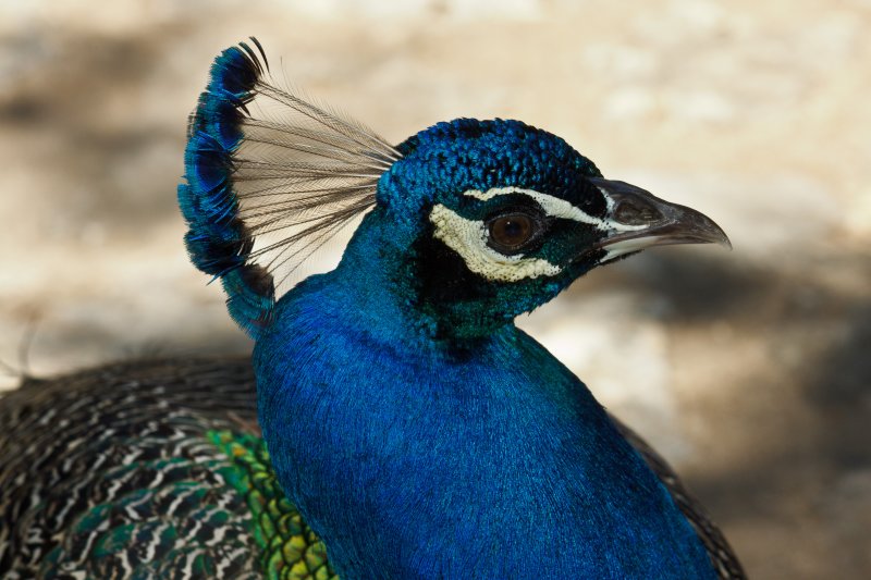 2.   Proud Peacock