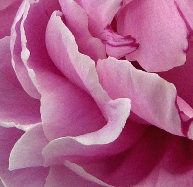 1.  Pink Waves