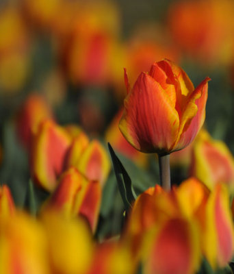 Tulip1.jpg