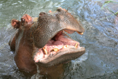 Hippo