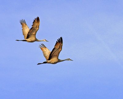 sandhill cranes