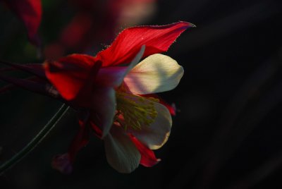 Mountain Columbine