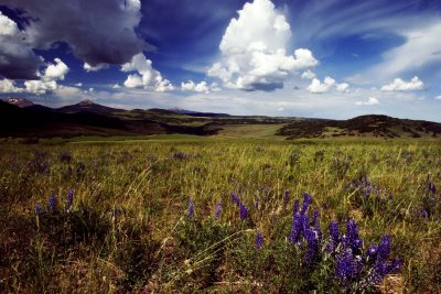 Landscape with purple flowers