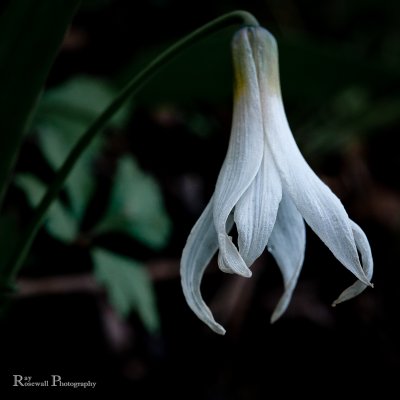 Trout Lily By Ray R.jpg