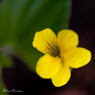 Yellow Violet by Ray R.jpg