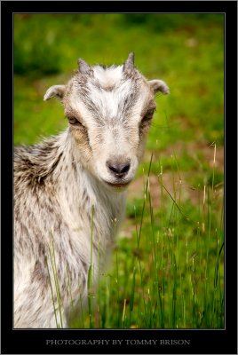 Goat Grazing in a field-- Tommy Brison