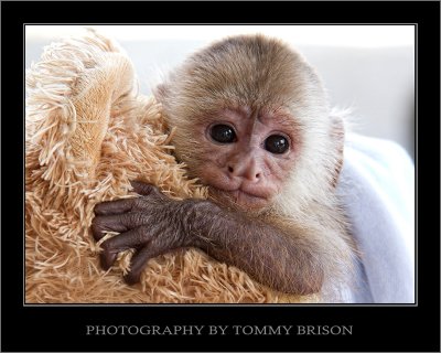 Baby Monkey-- Tommy Brison