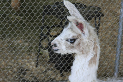 Two day old llama - Vicki h