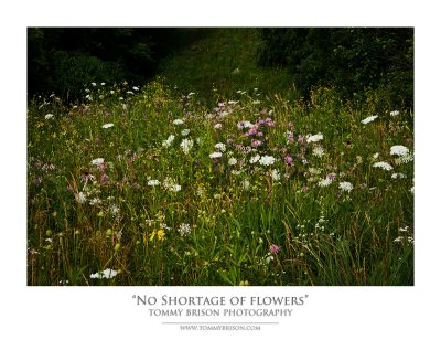 No Shortage of Flowers __ Tommy Brison.jpg