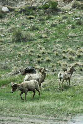 Bighorn Sheep in Colorado