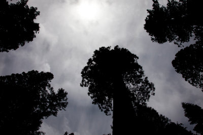 Yosemite Sequoia Mariposa Grove