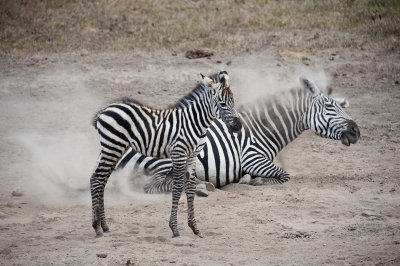 7.   Zebras