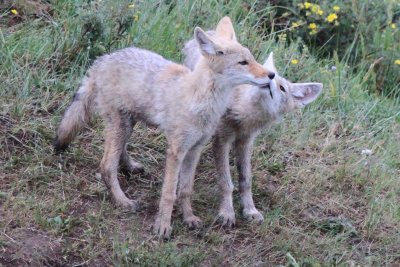 14.   Kissing Coyotes