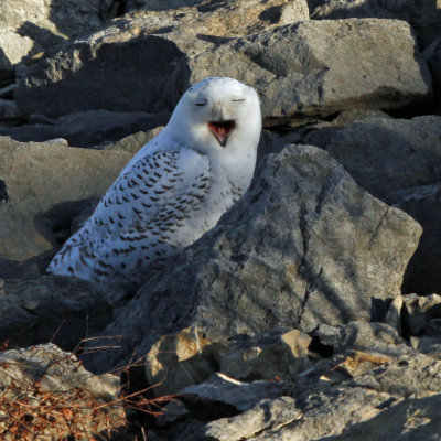Snowy Owl on the Rocks