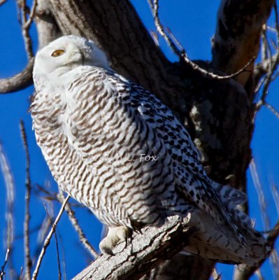 Another Snowy Owl