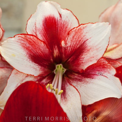 Red and White Bloom - Terri Morris