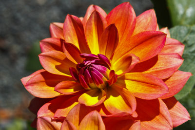 Orange Magenta Flower