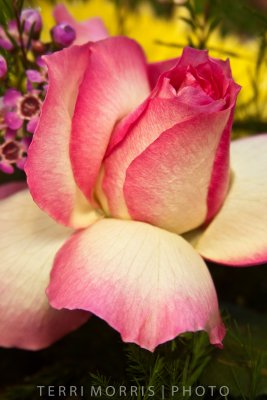 Pink and White Rose - Terri Morris