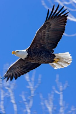 January 2012 - Wildlife - Snow Creek Eagle - Dale Edsen