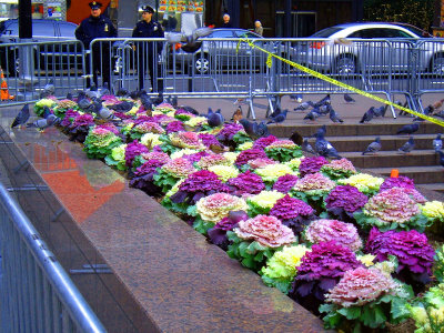 NEW YORK  CITY STREET-FLOWERS DISPLAY
