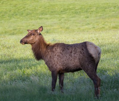 Elk (Harrison, Arkansas)