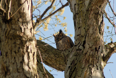 Mama Owl