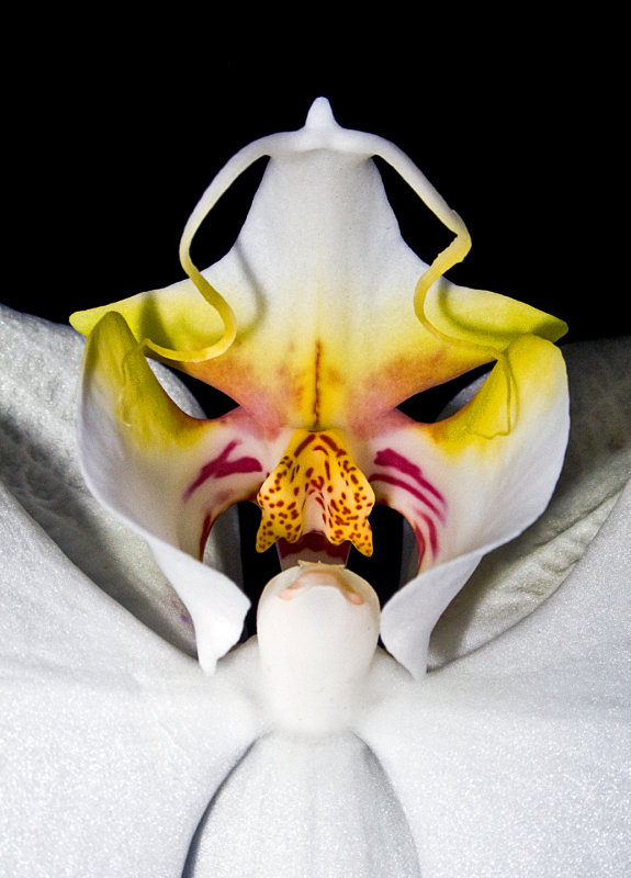 Angry-Orchid