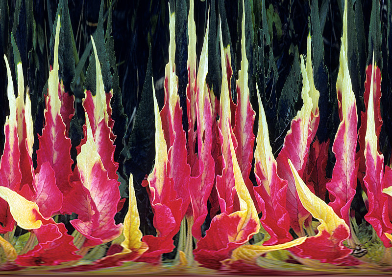 Amaranthus-tricolor-exp.