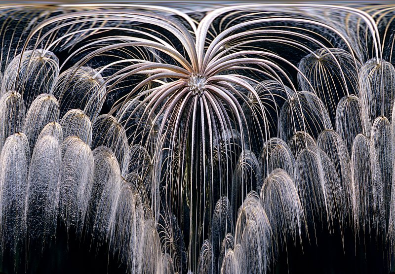 Oyster-plant-Seedhead exp.