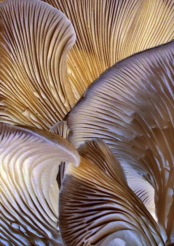 Fungi-Cluster-Underside C.I.