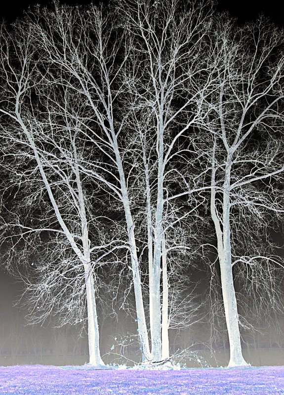 Shenandoah-Trees in fog-C.I.