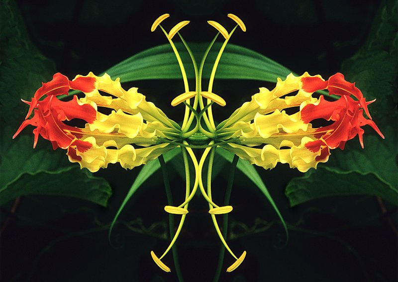 Gloriosa-Lily-Konfabulation