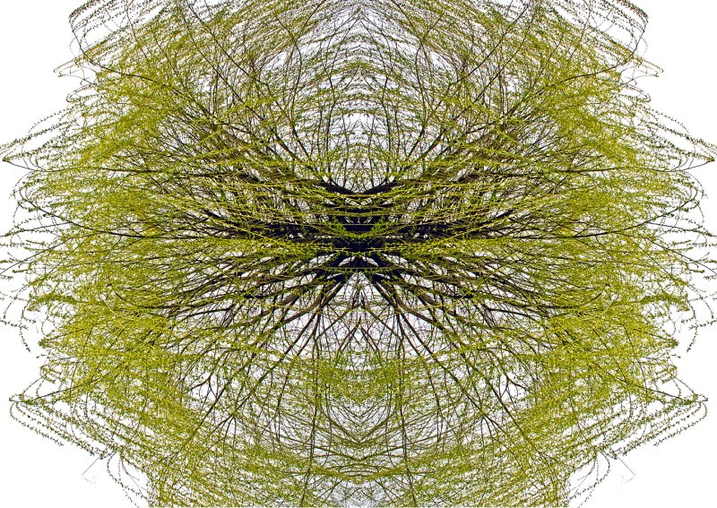 Weeping-Willow-Konfabulation-2