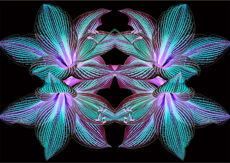 Amaryllis-Exotic-Star-Konfabulation-2