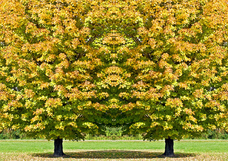 Fall-Tree-in-Yard-Konfabulation