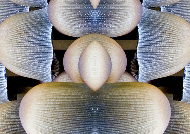 Fungi-Cluster-2011-Konfabulation