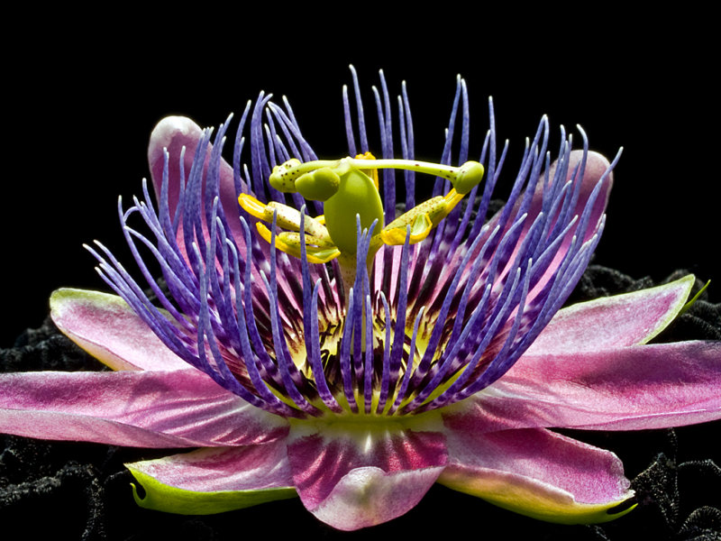 Passiflora-x-alato-caerulea