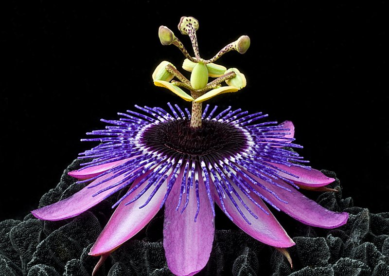 Passiflora-Monika-Fischer