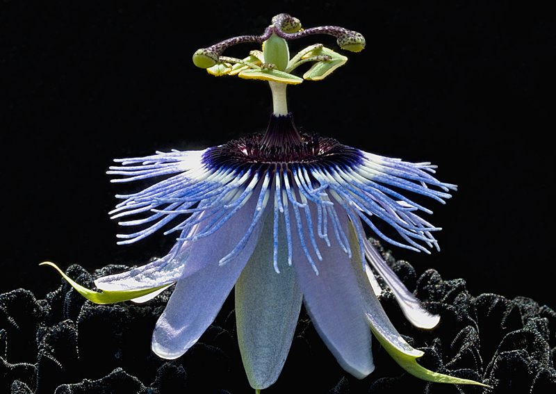 Passiflora-Blue-Bouquet