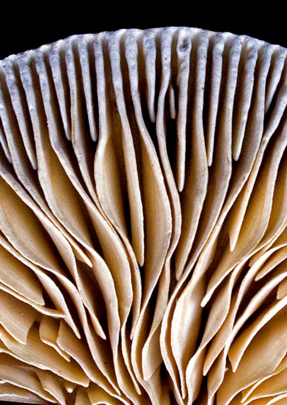 Fungi-Underside-2011