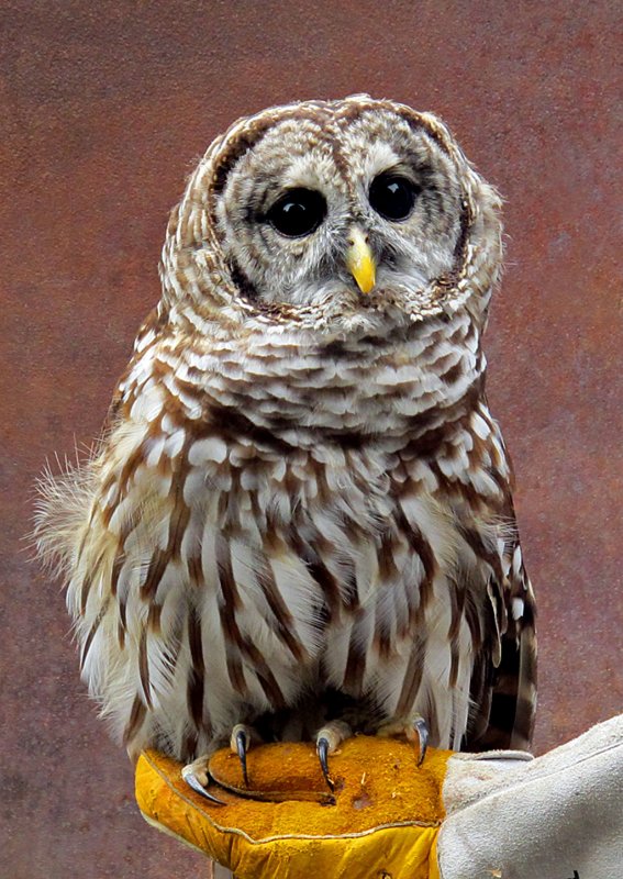 Clea - Barred Owl