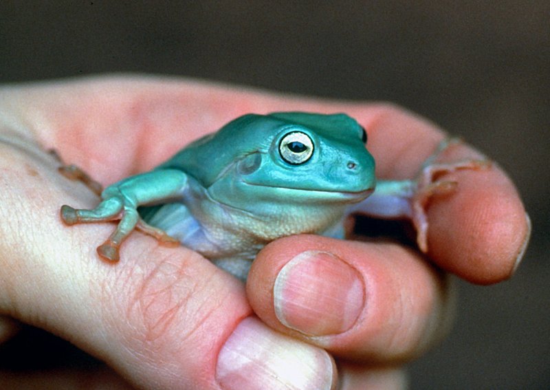Whites-Tree-Frog-in-Hand