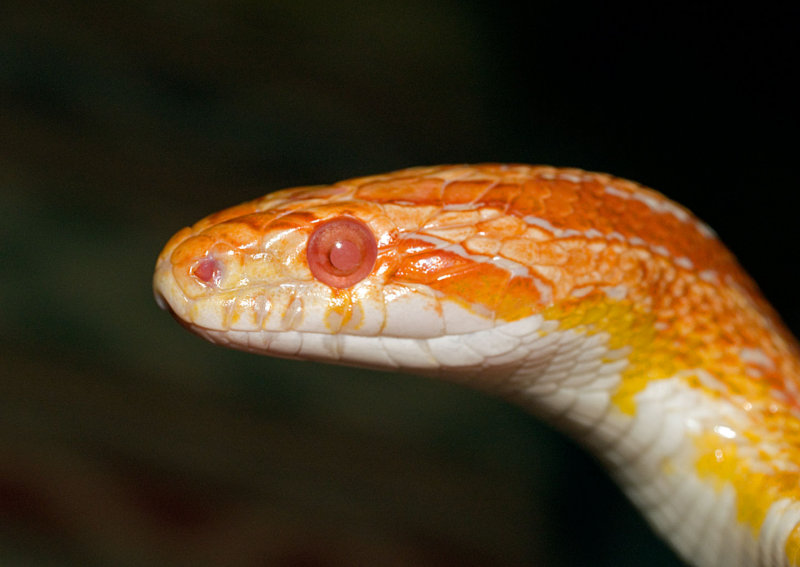 Florio - Albino Corn Snake