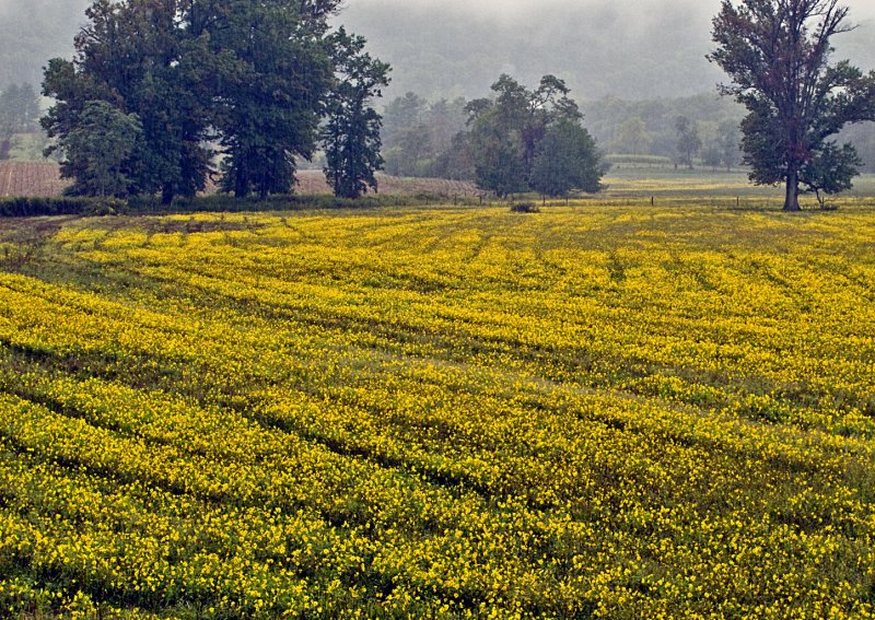 Wild-Mustard-Furrows